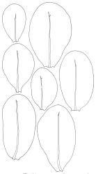Distichophyllum microcarpum, seven leaves. Drawn from J.E. Beever 22-04, CHR 104543.
 Image: S. Malcolm © Landcare Research 2017 